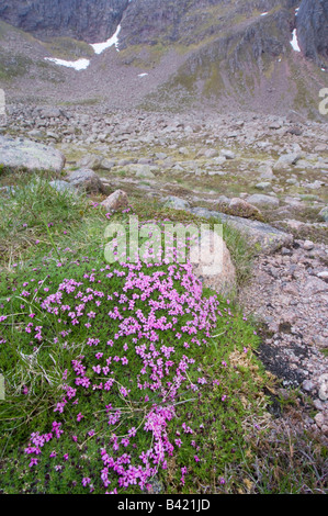 Moss Campion Silene acaulis growing in Coire an t Sneachda a glacial cirque high in the Cairngorms Stock Photo