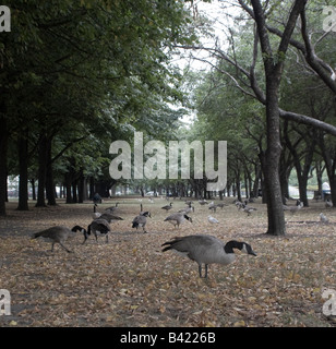 Canadian geese searching for food in a park in downtown Chicago Stock Photo