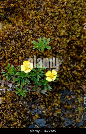 Tormentil: Potentilla erecta,  growing amongst moss on moorland,   May Stock Photo