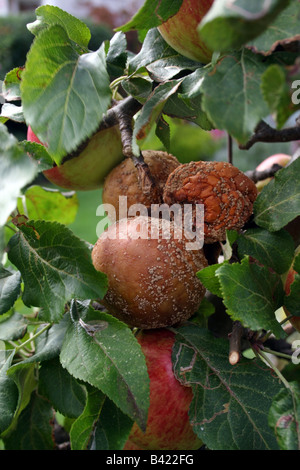 APPLE BROWN ROT. MONILINIA. Stock Photo