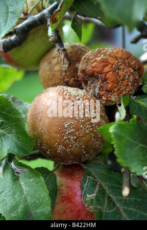 APPLE BROWN ROT. MONILINIA. Stock Photo