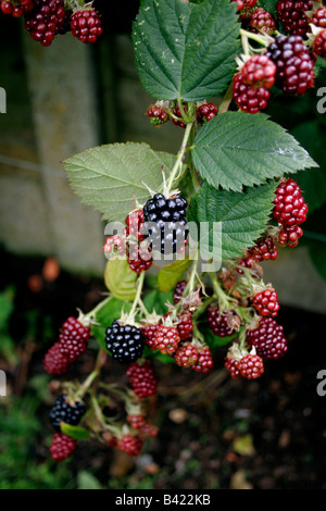 CULTIVATED THORNLESS ENGLISH BLACKBERRY IN AUTUMN. Stock Photo