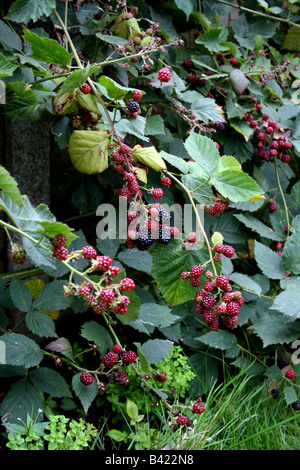 CULTIVATED THORNLESS ENGLISH BLACKBERRY IN AUTUMN. Stock Photo