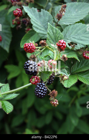 CULTIVATED THORNLESS ENGLISH BLACKBERRY IN AUTUMN. Stock Photo