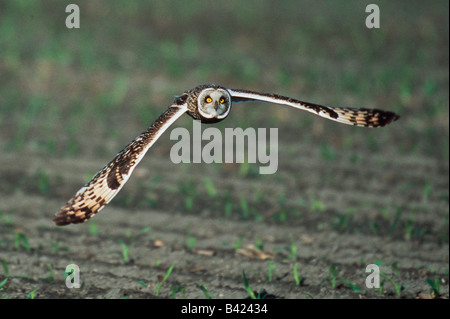 Short-eared Owl Asio flammeus adult in flight Austria Stock Photo