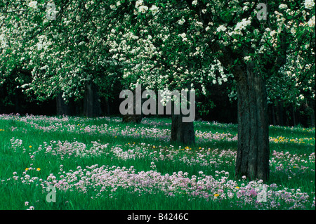 Apple tree Malus domestica in orchard blooming Switzerland Europe Stock Photo