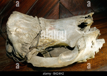 Skull of a poached Black Rhino Diceros bicornis with a snare grown into the bone of the skull, Arusha National Park, Tanzania Stock Photo