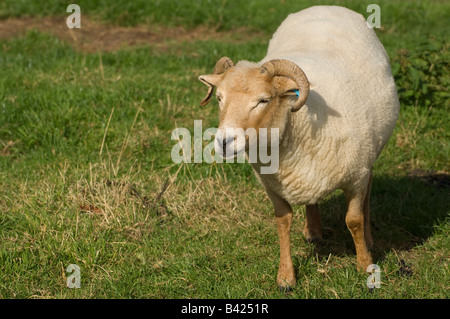 Close-up of a Portland Sheep, a rare and endangered breed, grazing in a field in Dorset England UK Stock Photo