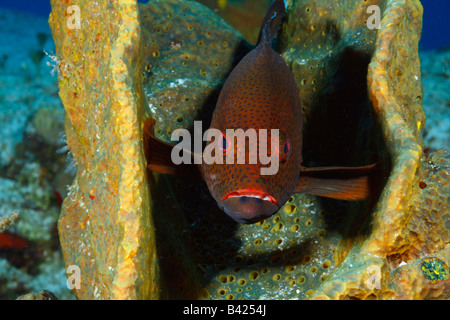 A portrait of Coney fish (grouper) taking a residence in a giant Brown Bowl Sponge and guarding the entrance from intruders Stock Photo