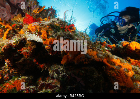 Female diver exploring coral reef formation encrusted with colorful sponges and soft gorgonians sea fan corals . Stock Photo