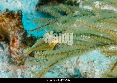 A tiny slender filefish hiding between branches, camouflaged to match the color of the fire coral with foredorsal spine extended Stock Photo
