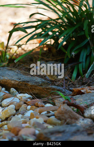 A female blue grosbeak guiraca caerulea Stock Photo