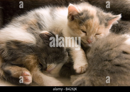 Two young kittens of 37 days, 5 weeks old, sleeping together.