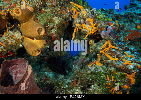 A coral reef formation covered by a variety of multi-colored vase, barrel and tube sponges in different shapes and sizes. Stock Photo