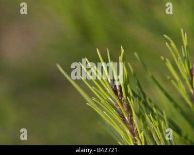 A close up of a pine tree branch. Stock Photo