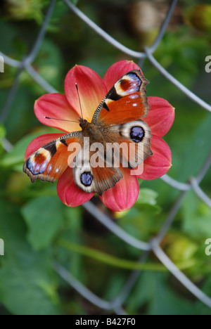 Red flower and bright butterfly in green background with grid, high angle view Stock Photo