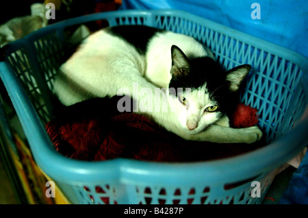 A black and white car lying in a laundry basket in Bangkok, Thailand Stock Photo