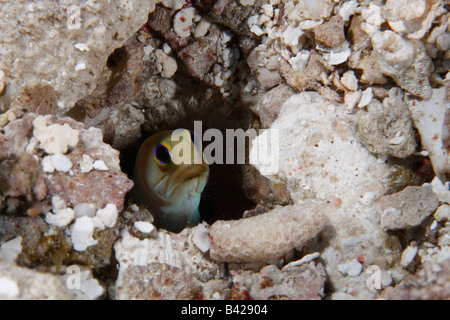 A Yellow-head Jawfish peeking out of his burrow on a sandy ocean bottom. Stock Photo