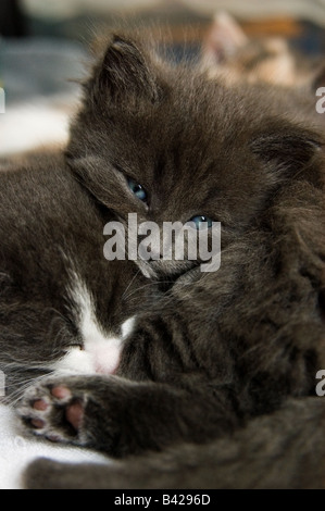 Two young kittens of 36 days, 5 weeks old, sleeping together. One kitten has his eyes open looking at the camera.