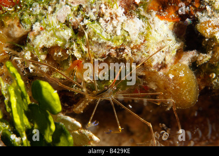 Close-up of a Yellowline Arrowhead Crab in the coral reef cavity filled with sea weed, akgae and corkscrew anemone. Stock Photo