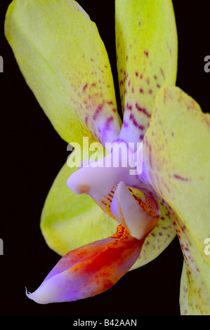 Macro of a yellow Phalaenopsis orchid Stock Photo