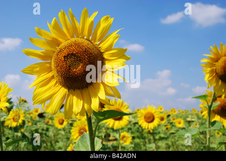Young yellow sunflower against the blue sky and blossomed field, close up Stock Photo