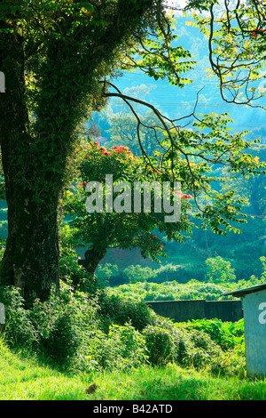 Enchanting blue beauty of Munnar,India Stock Photo