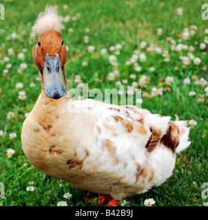 Funny looking duck with Don King hair style in a grass field with dandelions.