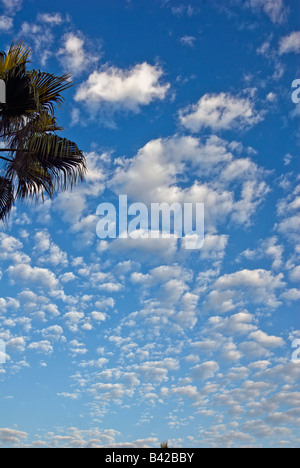 Developing cumulus Clouds, Palm Trees, Blue Sky, Nobody, no one Howard Hughes Center los Angeles California, USA Stock Photo