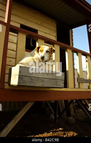Dog cubby house cheap