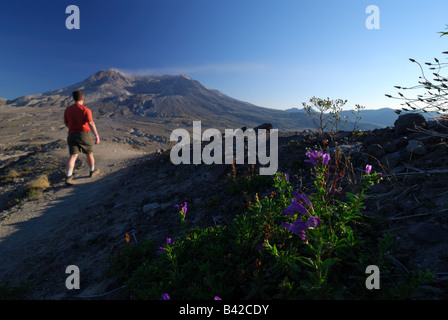 A hiker passes by late-flowering gentian on the Boundary Trail in Mt. St. Helens National Volcanic Monument. Stock Photo