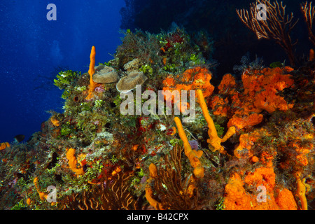Colorful coral reef wall encrusted with tube sponges, soft coral gorgonia fans, sea weed and algae and blue water in background Stock Photo