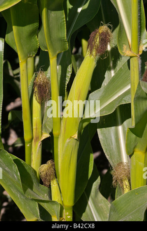 Maize showing ears and silk Stock Photo