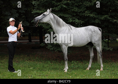 Trainer showing an arabian stallion Stock Photo