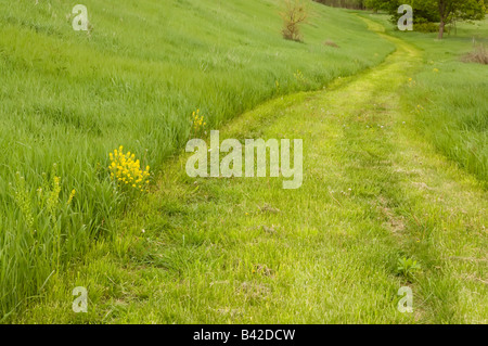 Road of grass Stock Photo