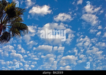 Developing cumulus Clouds, Palm Trees, Blue Sky, Nobody, no one Howard Hughes Center los Angeles California, USA Stock Photo