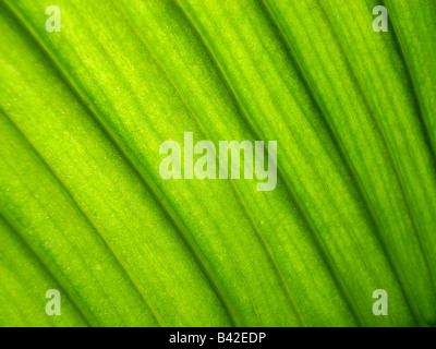 Detail of rainforest leaf Stock Photo