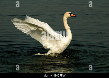 A White Mute Swan Cygnus olor beating its wings Stock Photo