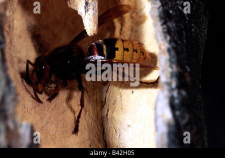 zoology / animals, insect, Vespidae, European hornet (Vespa crabro), distribution: Europe, insects, Hymenoptera, wasp, wasps, ho Stock Photo