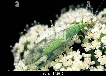 zoology / animals, insects, Green lacewings, Common lacewing, (Chrysopa perla), on white blossoms, distribution: Europe, green, Stock Photo