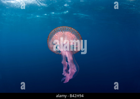 Jellyfish Mauve Stinger close to Surface Pelagia noctiluca Marettimo Aegadian Islands Sicily Mediterranean Sea Italy Stock Photo