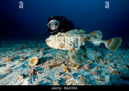 Long spined Anglerfish and Diver Lophius piscatorius Marettimo Aegadian Islands Sicily Mediterranean Sea Italy Stock Photo