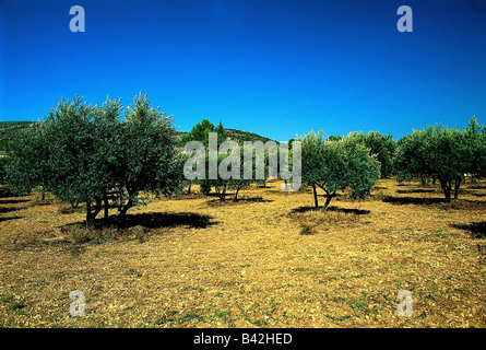 botany, Olive, (Olea), Olive, (Olea europaea), blossoms, on field, tree, leaf, leaves, Asterales, Asteridae, Oleaceae, Oleales, Stock Photo