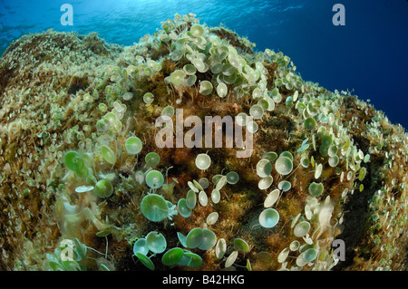 Green Cup Algae Indicator for clean Water Acetabularia acetabulum Vis Island Adriatic Sea Croatia Stock Photo
