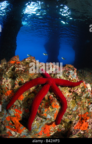 Purple Starfish in Cave Echinaster Sepositus Bili Rat Vis Island Adriatic Sea Croatia Stock Photo