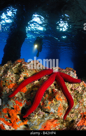 Purple Starfish and Diver in Cave Echinaster Sepositus Bili Rat Vis Island Adriatic Sea Croatia Stock Photo