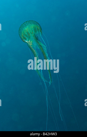 Mauve Stinger Jellyfish Pelagia noctiluca Ile de Porquerolles Hyeres Cote d Azur France Stock Photo