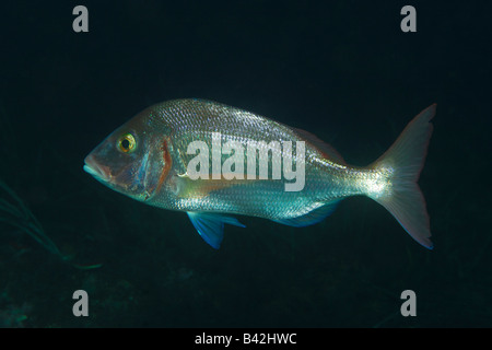 Common Pandora Pagellus erythrinus Ile de Porquerolles Hyeres Cote d Azur France Stock Photo