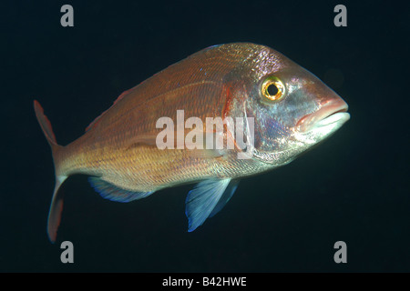 Common Pandora Pagellus erythrinus Ile de Porquerolles Hyeres Cote d Azur France Stock Photo