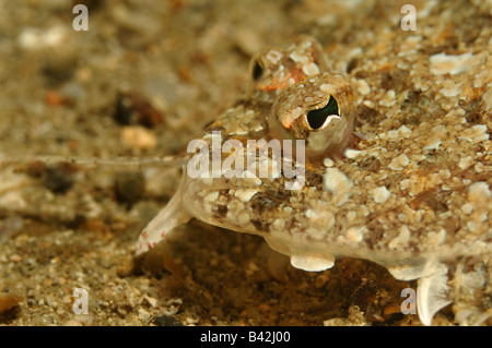 Flounder Platichthys flesus Piran Adriatic Sea Slovenia Stock Photo